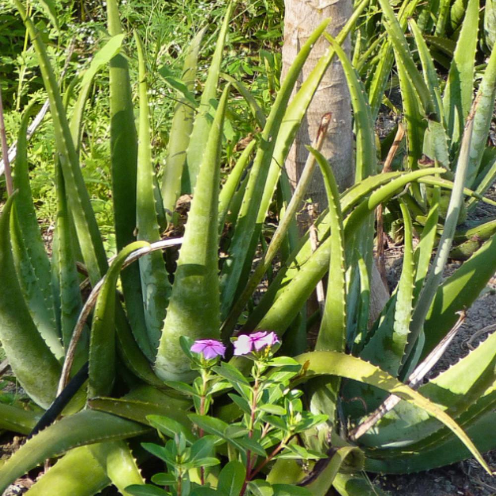 Pharmos Natur Aloe Vera BioUrsaft Bis zu 65% Rabatt